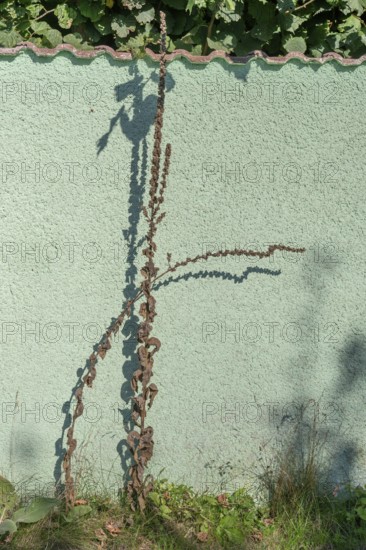 Dried large flowered mullein (Verbascum densiflorum) with shadows cast on a wall, Darß, Mecklenburg-Western Pomerania, Germany