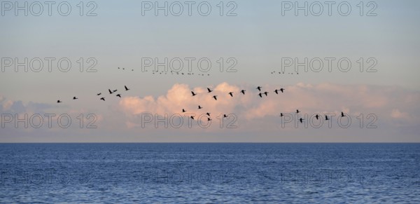 Flying cranes (Grus grus) over the Baltic Sea in the evening, Darß, Mecklenburg-Western Pomerania, Germany