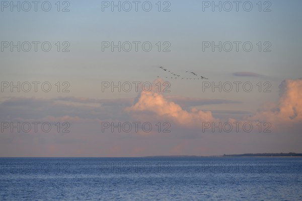 Migrating cranes (wildebeest) in the evening light over the Baltic Sea, Darß, Mecklenburg-Western Pomerania, Germany