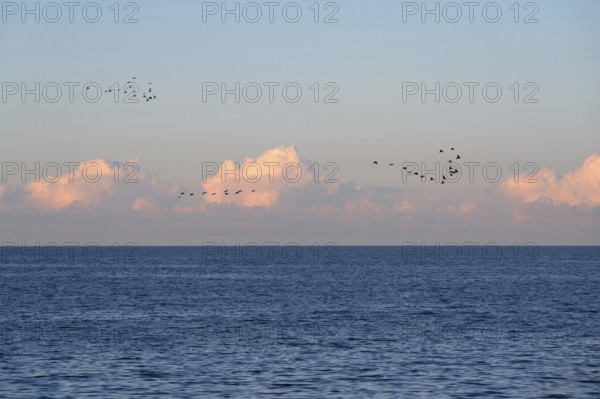 Flying cranes (Grus grus) over the Baltic Sea in evening light, Darß, Mecklenburg-Western Pomerania, Germany
