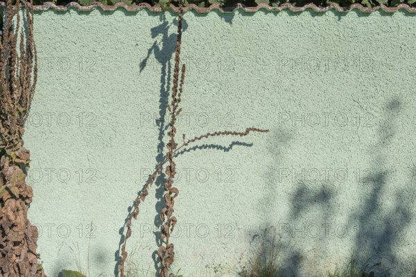 Dried large flowered mullein (Verbascum densiflorum) with shadows cast on a wall, Darß, Mecklenburg-Western Pomerania, Germany