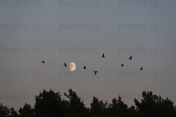 Moon with flying cranes (Grus grus) over the Baltic Sea in the evening, Darß, Mecklenburg-Western Pomerania, Germany