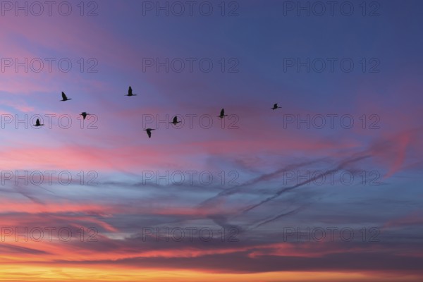 Migrating cranes (wildebeest) in the red evening sky over the Baltic Sea, Darß, Mecklenburg-Western Pomerania, Germany