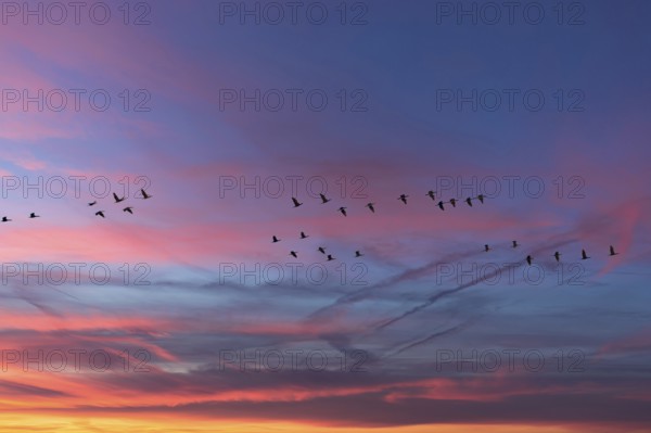 Flying cranes (Grus grus) in the evening sky, Darß, Mecklenburg-Western Pomerania, Germany