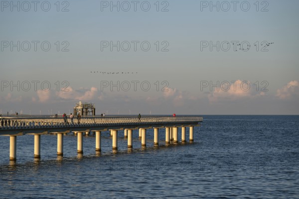 New 720-meter long pier in Prerow opened since October 2024, flying cranes (Grus grus) in the evening light, Prerow, Darß, Mecklenburg-Western Pomerania, Germany