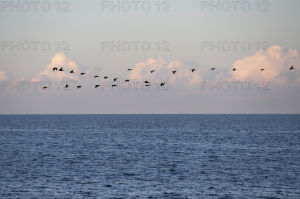 Migrating cranes (wildebeest) over the Baltic Sea, Darß, Mecklenburg-Western Pomerania, Germany