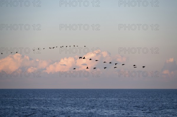 Migrating cranes (Grus grus) in the evening cloudy sky over the Baltic Sea, Darß, Mecklenburg-Western Pomerania, Germany