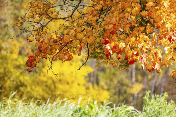 Maple with colorful leaves. The landscape is colorful in autumn. Stuttgart, Baden-Württemberg, Germany