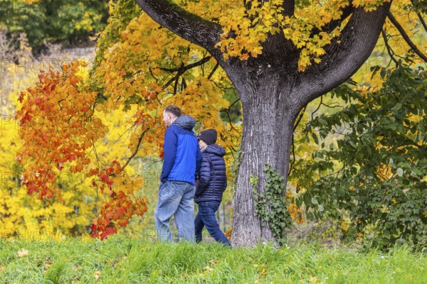 Autumn on the Neckar in Stuttgart-Münster. A tree with brightly colored leaves. The landscape in the Neckar Valley is popular with walkers. Stuttgart, Baden-Württemberg, Germany