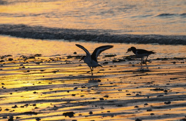Two oystercatchers (Haematopus ostralegus), juvenile, adult, walk in a row across a wet beach at sunset, one spreading its wings, atmospheric, calm atmosphere, silhouettes, reflecting light on water and beach, reflection, warm and cool tones, orange, yellow, gold, blue, evening, sandy, shore, maritime, deserted, sea, waves, surf, wading bird, limikolk North Sea, Aade, Dune Island, Heligoland, Pinneberg District, Schleswig-Holstein, Germany