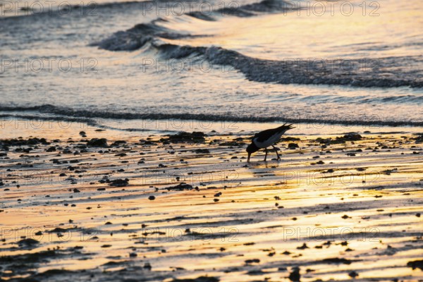 Oystercatcher (Haematopus ostralegus), searches for food at sunset and pokes in the wet beach, atmospheric glow, calm, relaxed, warm atmosphere, reflecting light on the water and the beach, reflection, silhouette, warm and cool tones, orange, yellow, gold, blue, evening, shade, sandy beach, sand, shore, nobody, maritime, deserted, sea, waves, surf, wading bird, Birds, Limits, North Sea, Dune Island, Heligoland, Pinneberg District, Schleswig-Holstein, Germany