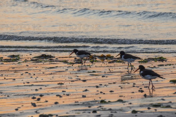 Two oystercatchers (Haematopus ostralegus), juvenile and adult, walk one after the other at sunset across a wet beach, atmospheric glow, calm, relaxed, warm atmosphere, reflecting light on water and beach, reflection, warm and cold tones, orange, yellow, gold, blue, violet, evening, shade, sandy beach, sand, shore, nobody, maritime, deserted, sea, waves, surf, wading bird, Birds, Limikolen, North Sea, Aade, Dune Island, Heligoland, Schleswig-Holstein, Germany