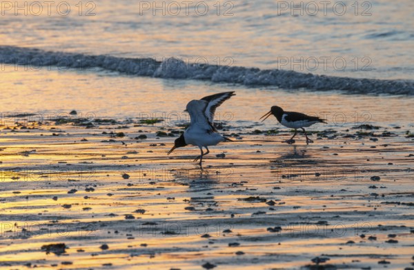 Two oystercatchers (Haematopus ostralegus), juvenile, adult, walk in a row across a wet beach at sunset, one shakes with spread wings, open beak, shouting, atmospheric, calm atmosphere, reflecting light on water and beach, reflection, warm and cool tones, orange, yellow, gold, blue, evening, sandy beach, sand, shore, maritime, deserted, sea, waves, surf, wading bird, limikolen, North Sea, Aade, Dune island, Heligoland, Schleswig-Holstein, Germany