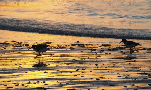 Two oystercatchers (Haematopus ostralegus), juvenile and adult, walk one after the other at sunset across a wet beach, atmospheric glow, calm, relaxed, warm atmosphere, reflecting light on the water and the beach, reflection, silhouette, warm tones, orange, yellow, gold, evening, shade, sandy beach, sand, shore, nobody, maritime, deserted sea, waves, surf, wading birds, Limikolen, North Sea, Dune Island, Heligoland, Pinneberg District, Schleswig-Holstein, Germany