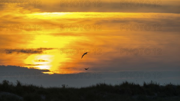 Two herring gulls (Larus fuscus) fly over a landscape, dunes with beach oats (Ammophila), fiery, colorful, atmospheric sunset with cloud bank, picturesque, gray clouds and golden light, calm atmosphere, warm atmosphere, peaceful, orange and gold, North Sea, Dune island, Heligoland, Pinneberg district, Schleswig-Holstein, Germany