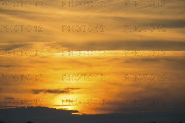 Herring gull (Larus fuscus) flies, fiery, colorful, atmospheric sunset with cloud bank, picturesque, gray clouds and golden light, calm mood, warm atmosphere, peaceful, orange and gold, North Sea, Dune island, Heligoland, Pinneberg district, Schleswig-Holstein, Germany