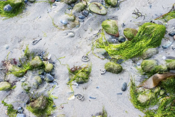 Green algae and stones are scattered on sandy beaches, four holes, tubes, exits of mudworms (Arenicola marina), also sand pierworm or prielworm with excretions, spiral-shaped sand piles, worm ringlets, excretion, mudflats, Wadden sea at low tide, sandy beach, quiet atmosphere, sand, shore, nobody, maritime, deserted, sea, bay Aade, North Sea, Dune Island, Heligoland, Pinneberg District, Schleswig-Holstein, Germany