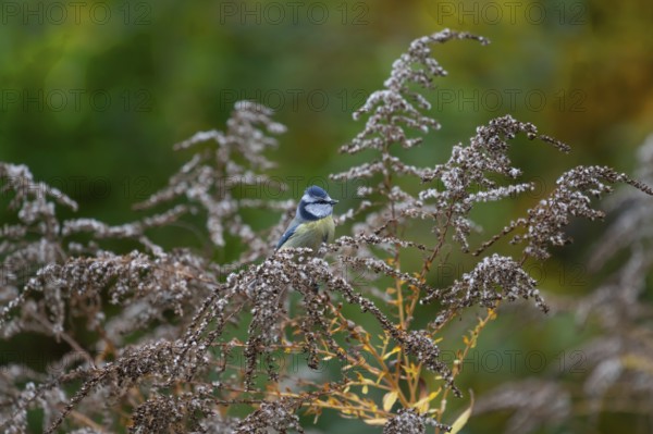 Blue tit (Cyanistes caeruleusan) on a withered Canadian goldenrod (Solidago canadensis), Bavaria, Germany