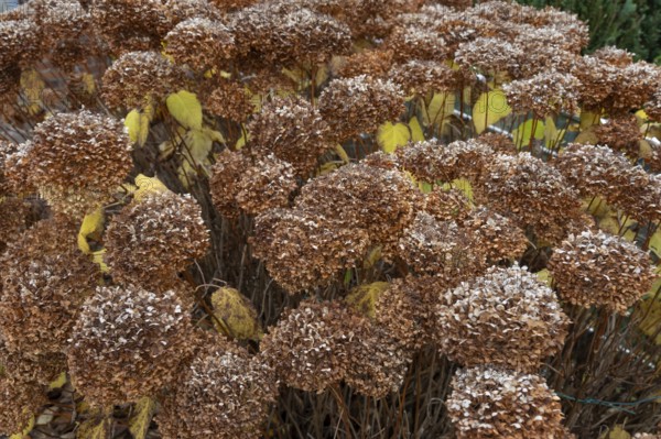 Faded hydrangea (Hydrangea), Bavaria, Germany