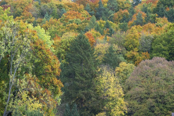 Herbstlicher Mischwald, Egloffstein, Franconian Switzerland, Upper Franconia, Bavaria, Germany
