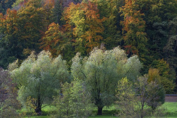 Willow trees (Salix) and mixed herbal forest, Egloffstein, Franconian Switzerland, Upper Franconia, Bavaria, Germany