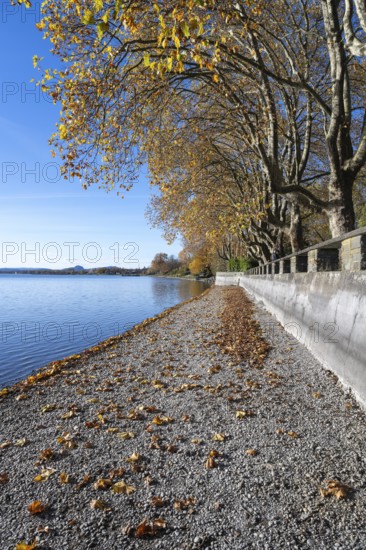 Gravel shore, Lake Constance shore at Mettnaupark near Radolfzell am Lake Constance, with the Istres Promenade, surrounded by autumn vegetation, Radolfzell Cathedral and the Hegauberge with the Hohentwiel and Hohenstoffeln, Konstanz district, Baden-Württemberg, Germany