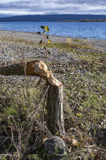 Beaver bite on a young tree on the shores of Lake Constance, Mettnau peninsula, Radolfzell am Lake Constance, district of Konstanz, Baden-Württemberg, Germany