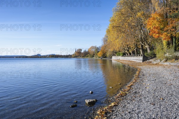 Gravel shore, Lake Constance shore at Mettnaupark near Radolfzell am Lake Constance, with the Istres Promenade, surrounded by autumn vegetation, Radolfzell Cathedral and the Hegauberge with the Hohentwiel and Hohenstoffeln, Konstanz district, Baden-Württemberg, Germany