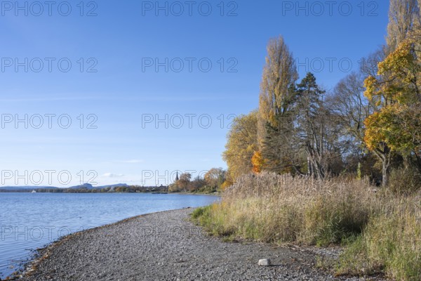 Gravel shore, pebble beach, Lake Constance shore at Mettnaupark near Radolfzell am Lake Constance, surrounded by autumn vegetation, Radolfzell Münster and the Hegauberge Mountains with the Hohentwiel and Hohenstoffeln, Konstanz district, Baden-Württemberg, Germany