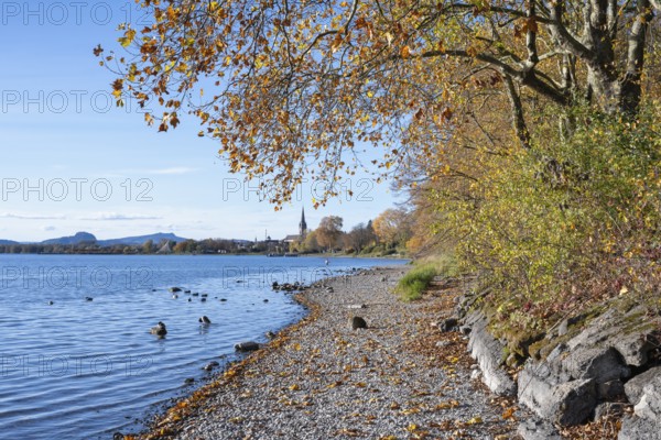 Gravel shore, pebble beach, Lake Constance shore at Mettnaupark near Radolfzell am Lake Constance, surrounded by autumn vegetation, on the horizon the Hegauberge mountains with the Hohentwiel and Hohenstoffeln, district of Constance, Baden-Württemberg, Germany