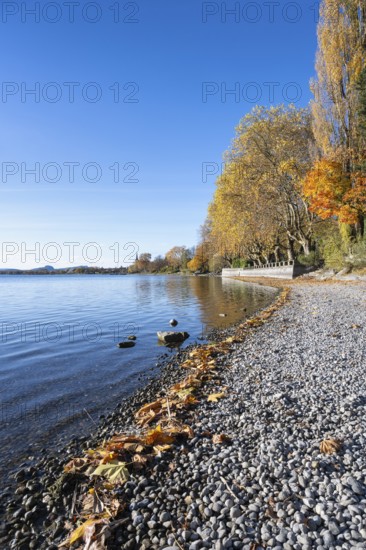 Gravel shore, pebble beach, Lake Constance shore at Mettnaupark near Radolfzell am Lake Constance, with the Istres Promenade, surrounded by autumn vegetation, Radolfzell Münster and the Hegauberge Mountains with the Hohentwiel and Hohenstoffeln, Konstanz district, Baden-Württemberg, Germany