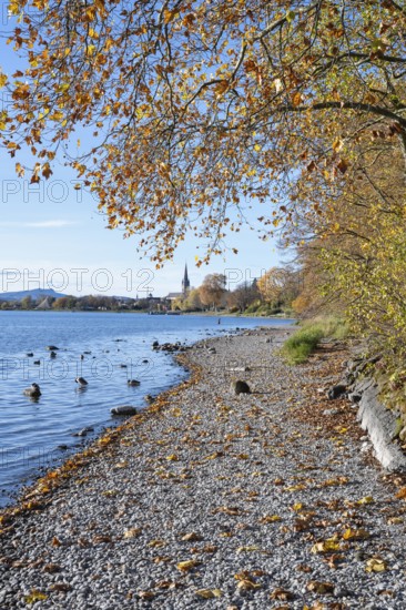 Gravel shore, pebble beach, Lake Constance shore at Mettnaupark near Radolfzell am Lake Constance, surrounded by autumn vegetation, Radolfzell Münster and the Hegauberge with Hohenstoffeln, Konstanz district, Baden-Württemberg, Germany