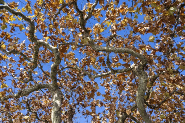 Roof plane trees with autumn vegetation near Radolfzell am Lake Constance, Konstanz district, Baden-Württemberg, Germany