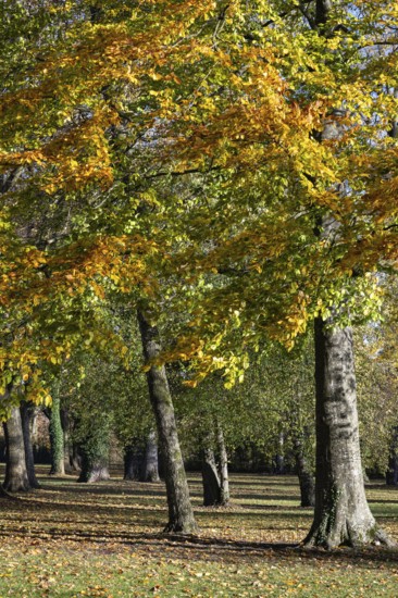 Autumn-colored deciduous trees in Mettnaupark, Mettnau peninsula, Radolfzell am Lake Constance, Konstanz district, Baden-Württemberg, Germany
