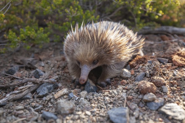 An echidna searches for food and rummages through the ground along the path at sunset. Warm light lies over rocks and the sea. Cape Raoul, Tasman Peninsula, Tasmania, Australia
