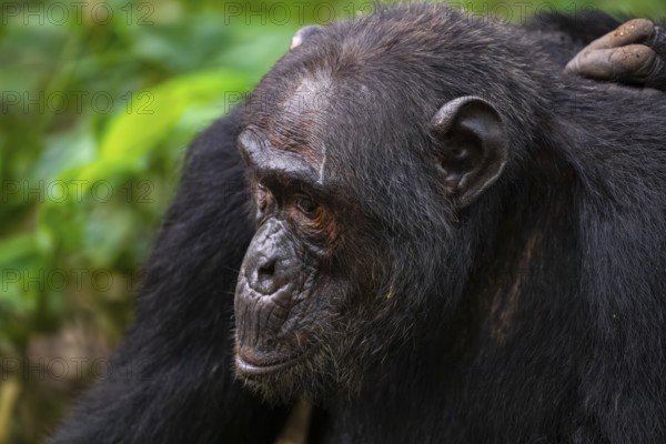 Chimpanzee (Pan Troglodytes), animal portrait, male grooming in the jungle, Kibale National Park, Uganda