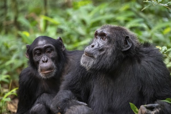 Two chimpanzees (Pan Troglodytes), animal portrait, adult males grooming in the jungle, Kibale National Park, Uganda