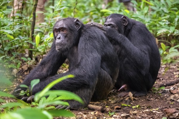 Two chimpanzees (Pan Troglodytes), adult male spawning, grooming in the jungle, Kibale National Park, Uganda