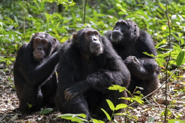 Three chimpanzees (Pan Troglodytes), adult male spawning, grooming in the jungle, Kibale National Park, Uganda