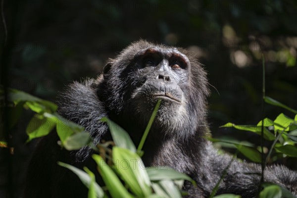 Animal portrait, chimpanzee (Pan Troglodytes), adult male looking up in the jungle, Kibale National Park, Uganda