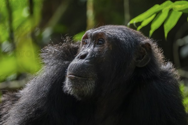 Beautiful animal portrait, chimpanzee (Pan Troglodytes), adult male in jungle, Kibale National Park, Uganda
