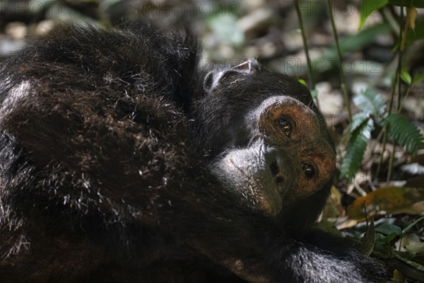 Animal portrait, chimpanzee (Pan Troglodytes), adult male in jungle, Kibale National Park, Uganda