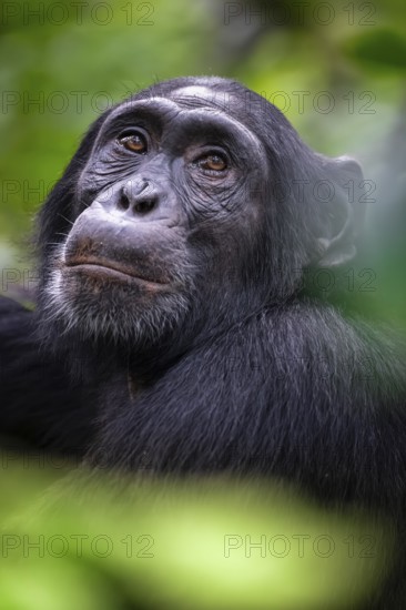 Animal portrait, chimpanzee (Pan Troglodytes) looking longingly, hopeful, adult male between leaves in the jungle, Kibale National Park, Uganda