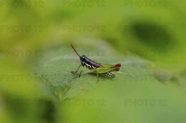 Green black grasshopper (Orthoptera) on a stem, Bwindi Impenetrable Forest, Uganda