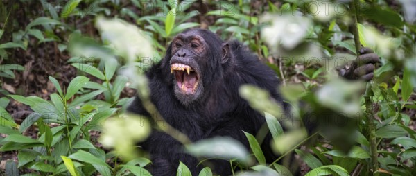 Chimpanzee (Pan Troglodytes) showing teeth, aggression, males on the ground, jungle in Kibale National Park, Uganda