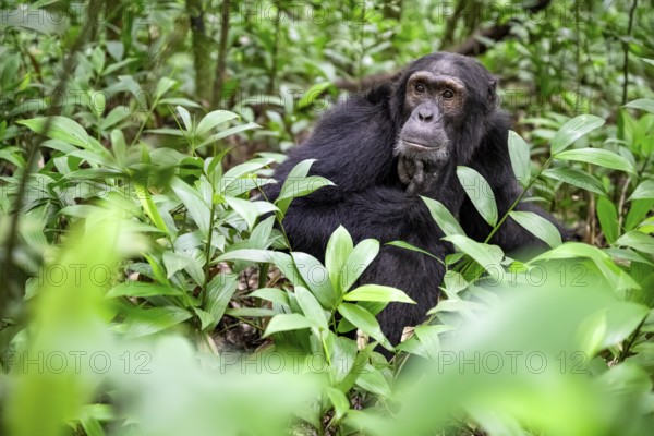 Chimpanzee (Pan Troglodytes), male on the ground, jungle in Kibale National Park, Uganda