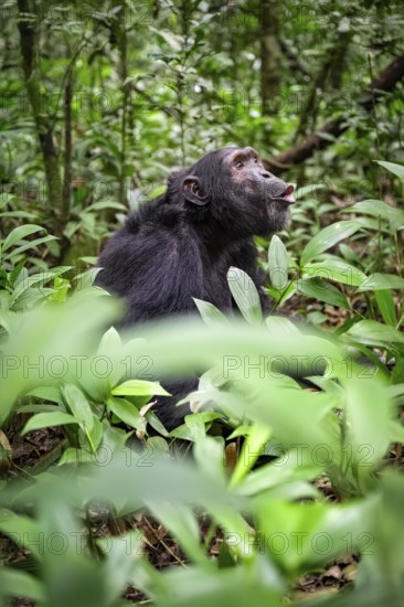Chimpanzee (Pan Troglodytes) calling, male on ground, jungle in Kibale National Park, Uganda