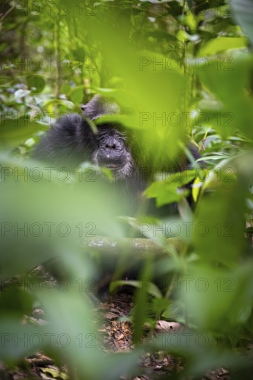 Chimpanzee (Pan Troglodytes), old man on the ground, atmosphere, green jungle in Kibale National Park, Uganda