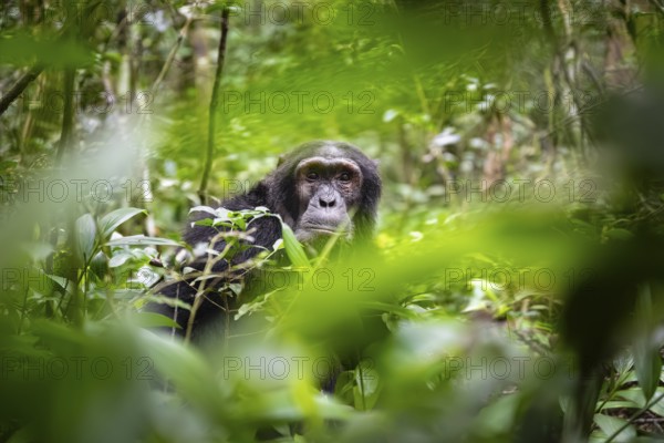Chimpanzee (Pan Troglodytes), male looking thoughtfully, on the ground, mood, green jungle in Kibale National Park, Uganda