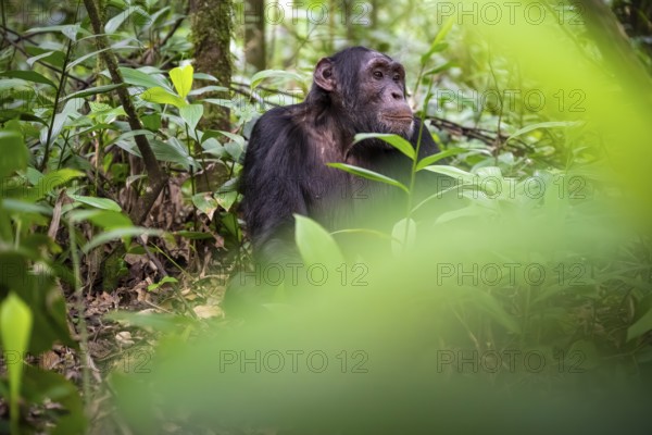 Chimpanzee (Pan Troglodytes), young animal, male looking thoughtfully, on the ground, mood, green jungle in Kibale National Park, Uganda